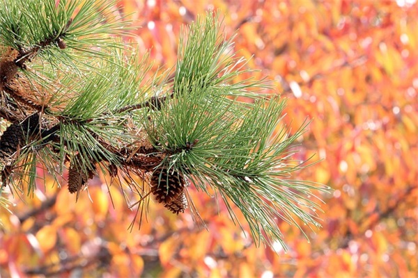 国庆节祝福短信息80句