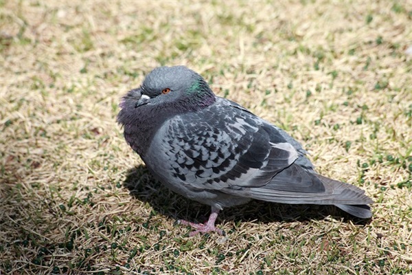 过年给长辈拜年短信80句