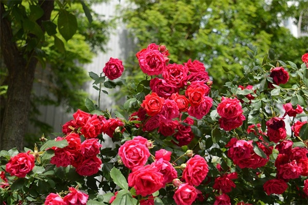 搞笑七夕短信82句