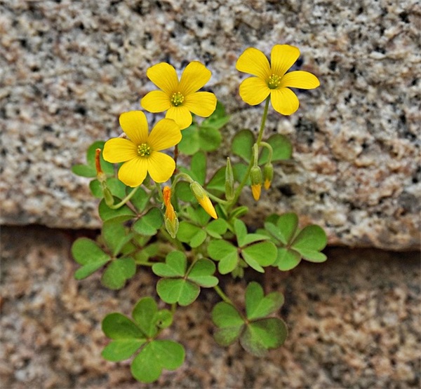 圣诞节搞笑短信81句