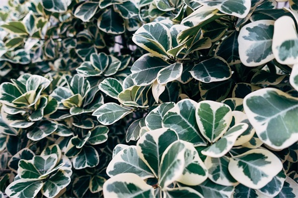 元宵节祝福搞笑短信81句