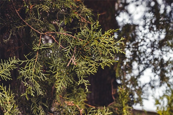 想念情人的短信80句