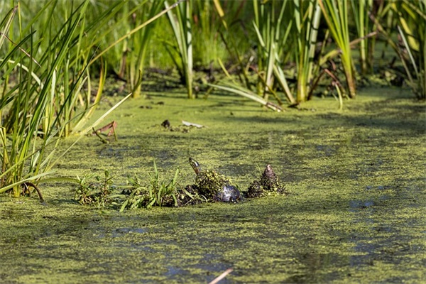 表白搞笑短信82句