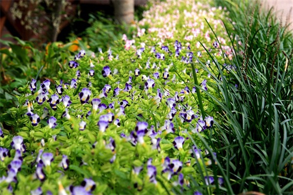 教师新年短信81句