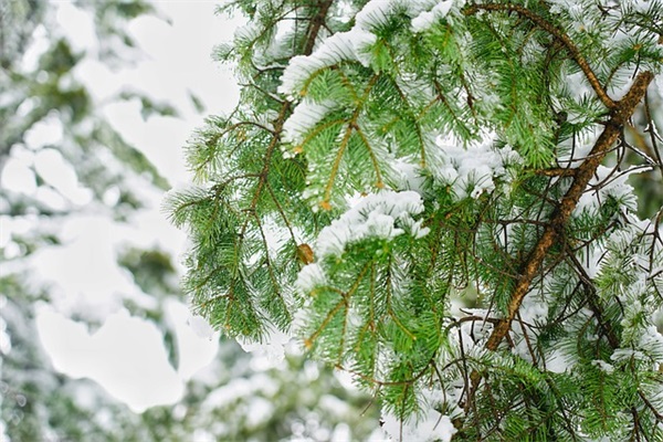 七夕情侣祝福短信81句