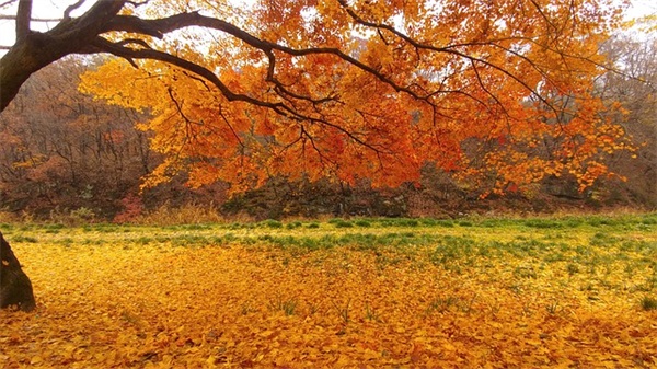 中秋节祝福短信英文