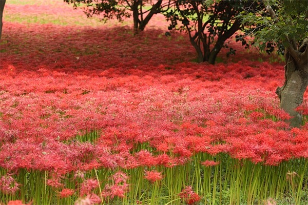 端午节英文短信