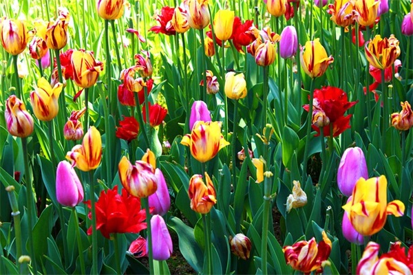 生日友谊短信80句