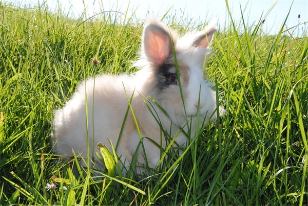 元宵趣味祝福短信83句