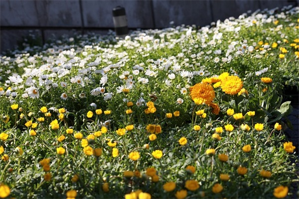 元宵给老师祝福短信74句