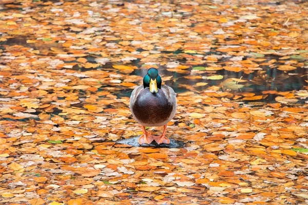 表达老同学想念的短信85句