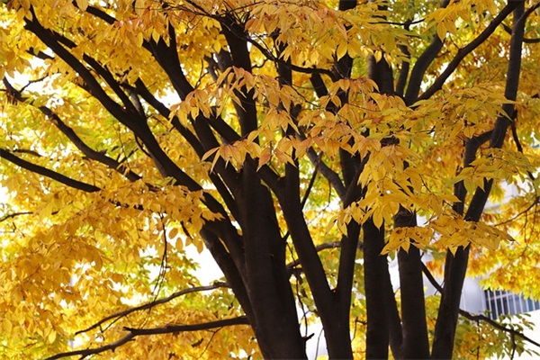 愚人节英文整人短信