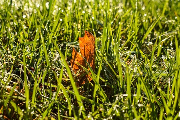 赞美亲情的经典语录