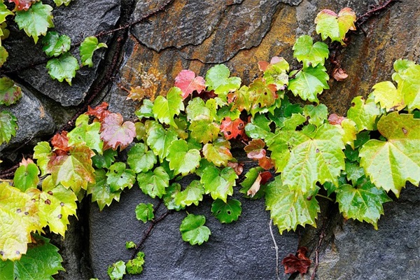 情感语录与感悟长篇2025