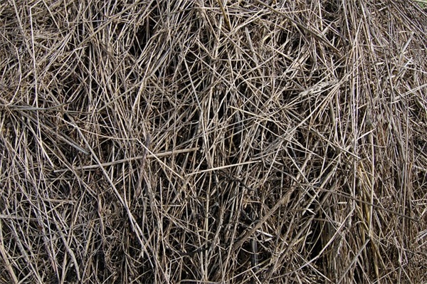 悲伤爱情诗句经典语录85句