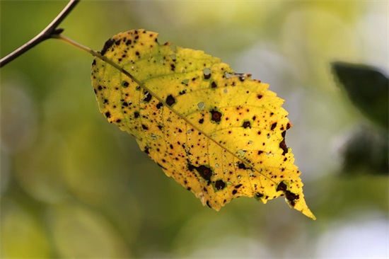 乔迁之喜短信68句