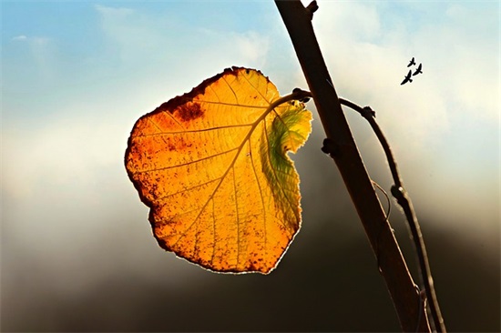 蚁族的奋斗语录81句