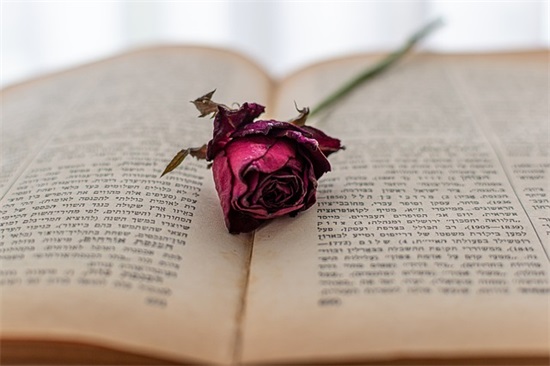 专属吃货的唯美语录83句