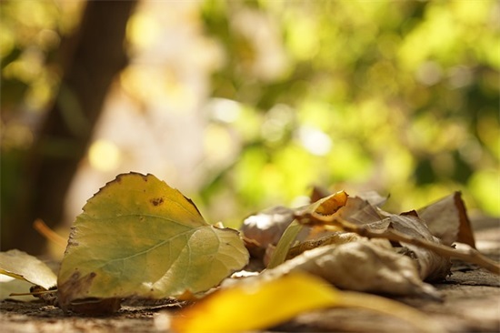 小丸子的经典语录80句