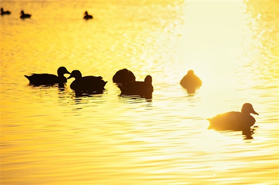 一年级期末班主任家长群寄语-51句