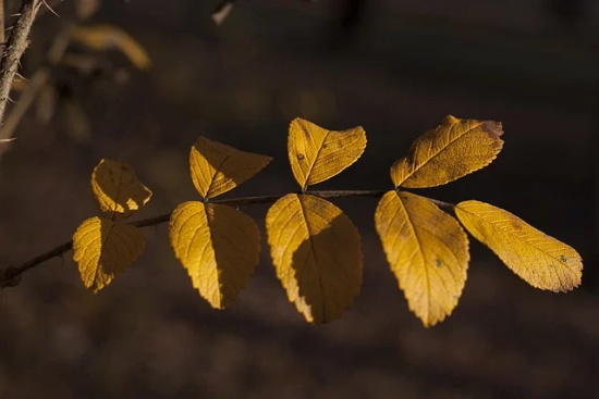 幼儿园毕业老师寄语简短-50句