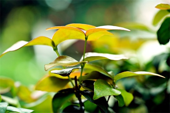 老师给学生毕业寄语-68句