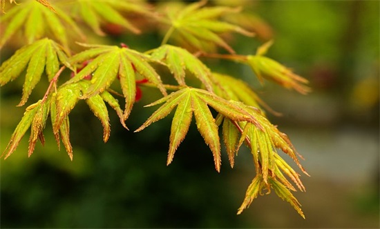 大学新生辅导员寄语-58句