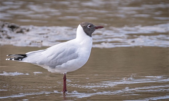 忘记过去真的很难金句 回忆过去是残忍的短语