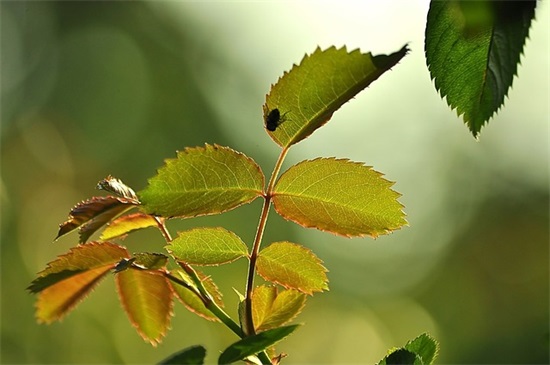 胸外科护理论文范例6篇