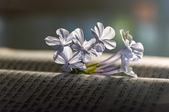 游戏名带皇后的网名女生