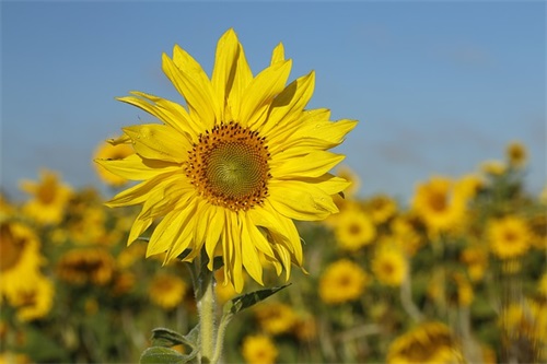 愿我们彼此安好的句子 祝福彼此各自安好的句子