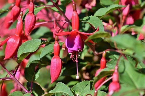 对儿子生日的祝福和寄语-55句