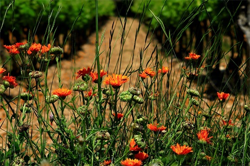十月你好简短精致的美好心情说说