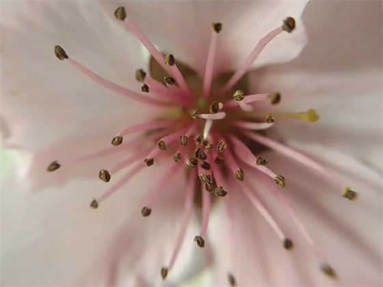 描写夏夜星空璀璨的优美句子