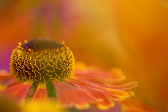 大道之行也总领全文的句子(共50句)