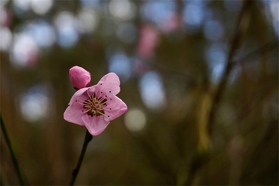 夸妈妈漂亮的句子(热门50句)