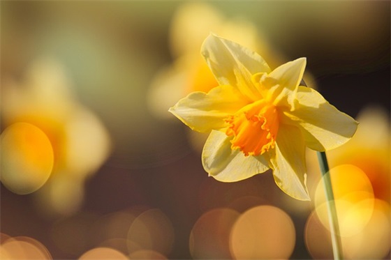 入党申请书的范文