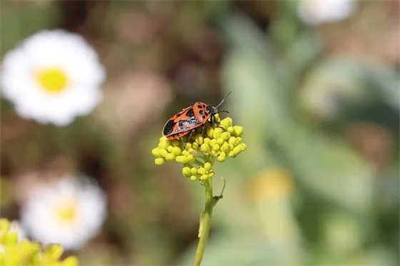 学校申请书格式范文