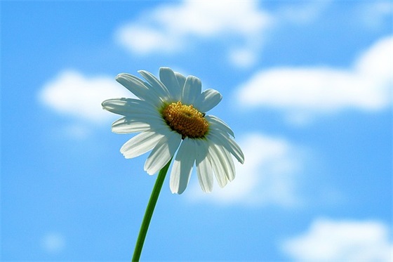 祝愿每个小朋友的成长寄语-51句