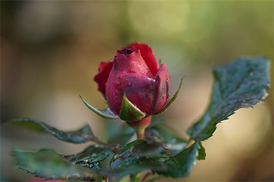 家长鼓励孩子中考的寄语-52句