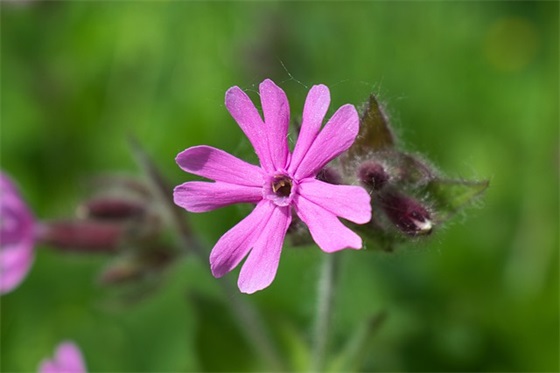 简短的开学寄语-51句