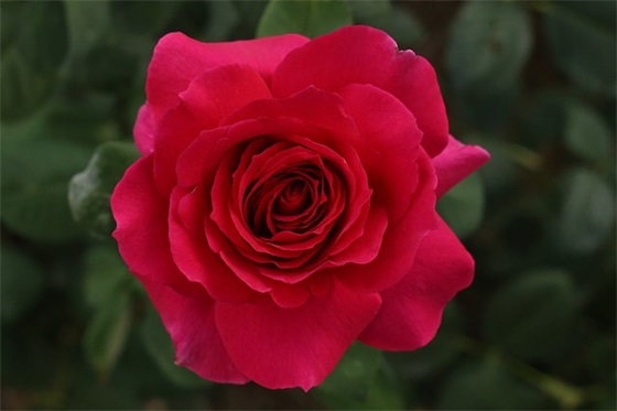 对未来的期望寄语-56句