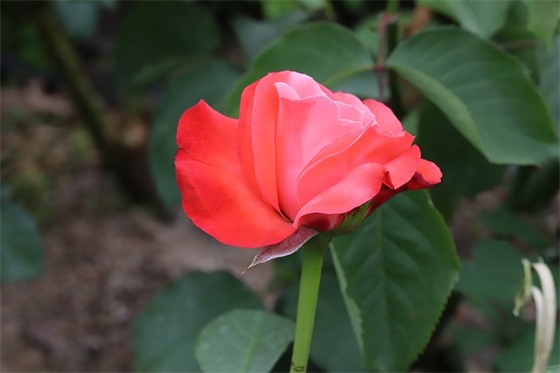 2025抗击疫情寄语-55句