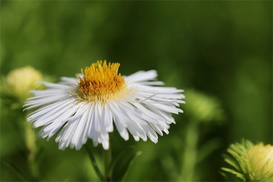 幼儿园父母毕业寄语简短-52句