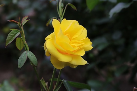 小学二年级同学寄语-46句