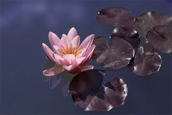 大班毕业家长寄语大全简短的-53句