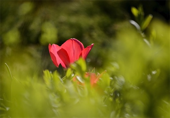简短祝福寄语-55句