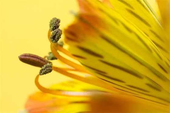 宝贝入少先队家长寄语-39句