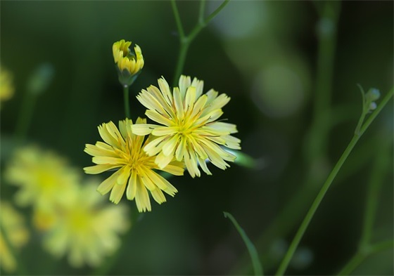 对学生的寄语50字-51句