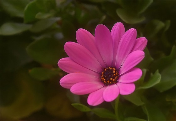 高三奋斗寄语-57句